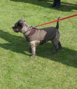 Chiswick House Dog Show 2015