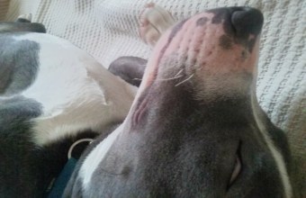 Bafo the male Stafforshire Bull Terrier benefiting from a Relaxation and de-stress massage