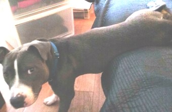 Bafo male Staffie benefiting from Dog yoga and energy healing