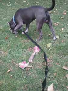 Male Stafforshire Bull Terrier playing outdoors