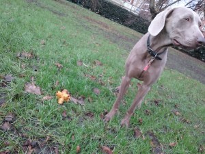 Male Weimaraner at the park