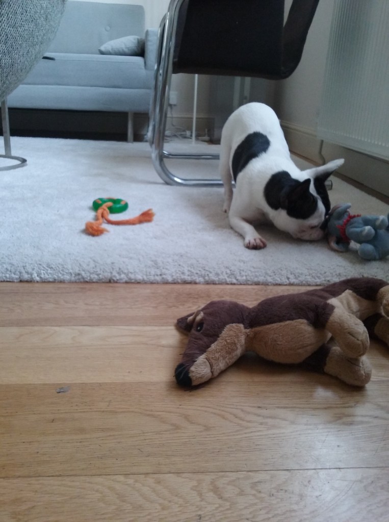 Juno the French Bulldog playing indoors