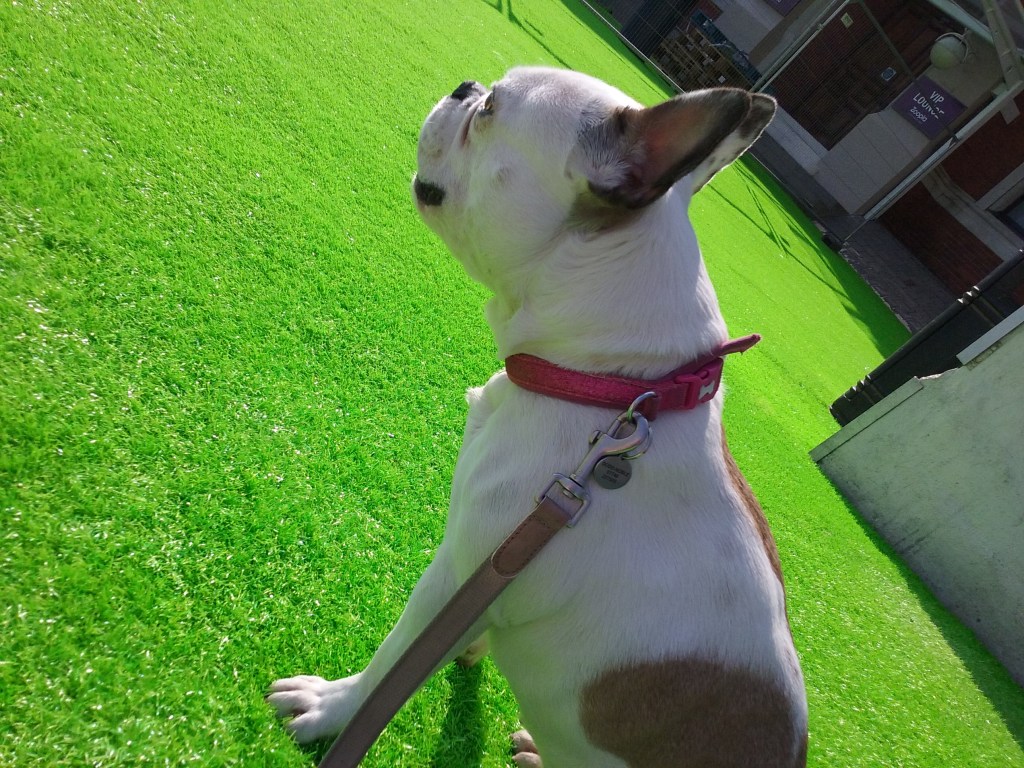 Millie the female French Bulldog out