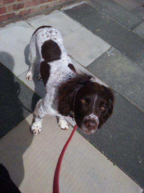 Freddie the English Springer Spaniel outdoors