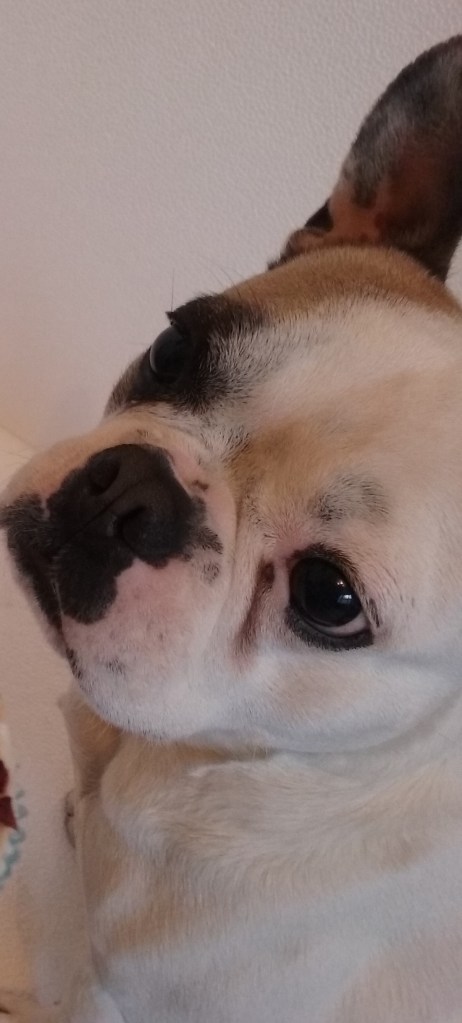 Millie the female French Bulldog