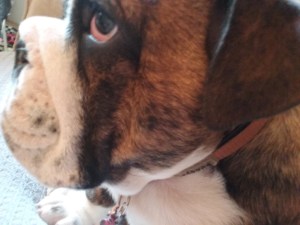 Three months-old English Bulldog