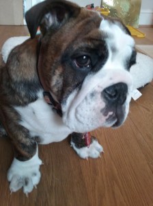 Three months-old English Bulldog puppy