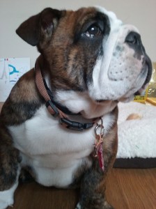 Three months-old English Bulldog