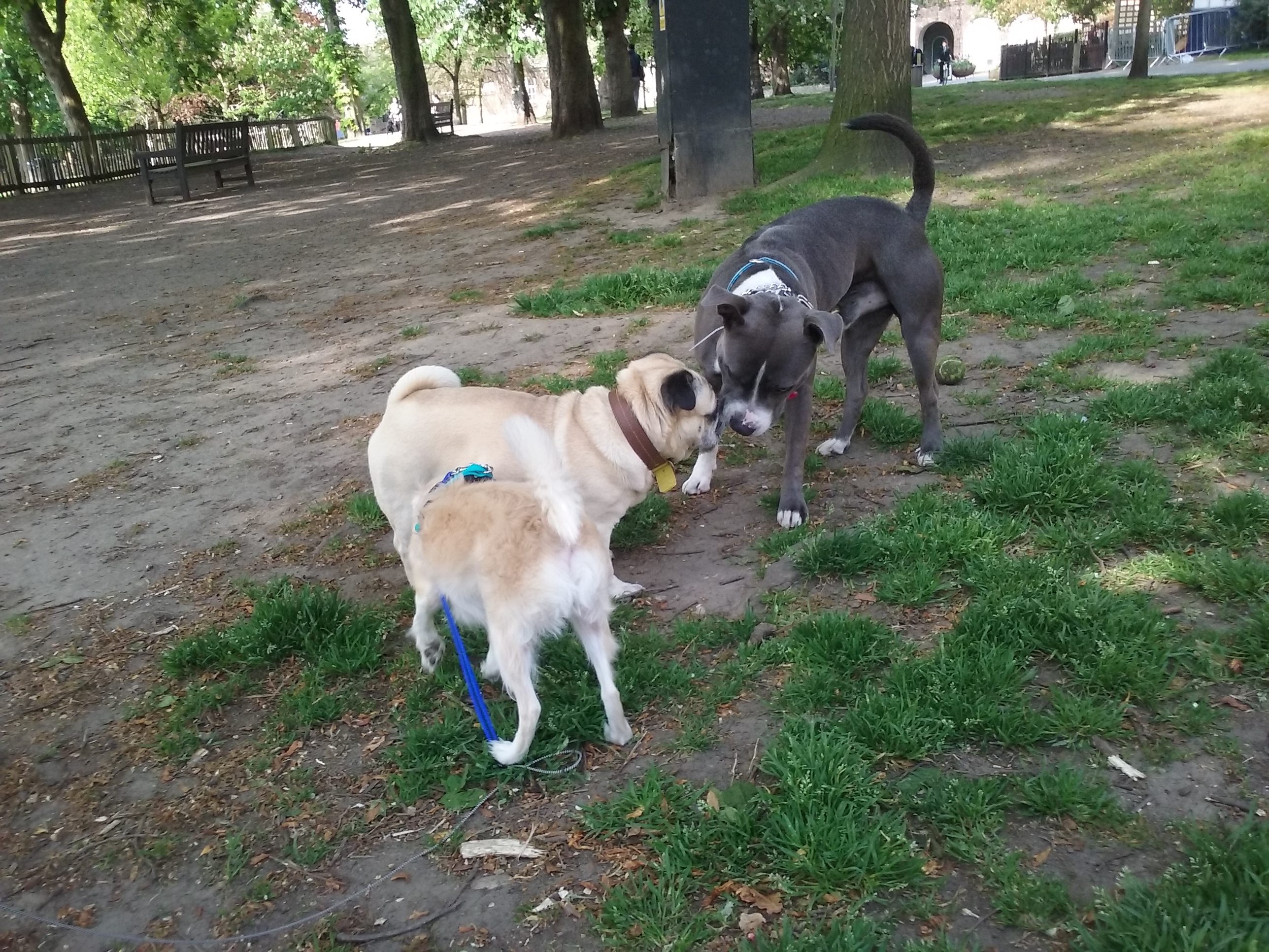 usty the Chihuahua/Chinese mix, Bafo the Stafforshire Bull Terrier out in the park