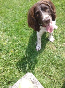 Freddie the English Springer Spaniel at the park