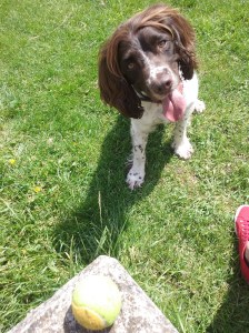 Freddie the English Springer Spaniel at the park