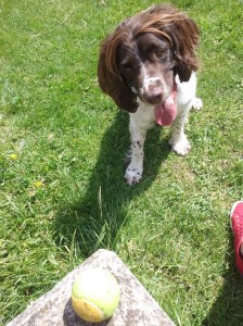 Freddie the English Springer Spaniel at the park