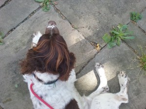 Freddie the English Springer Spaniel relaxing outdoors
