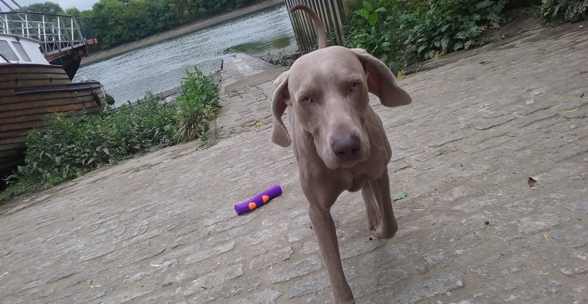 Max the Weimaraner out and about by the river Thames