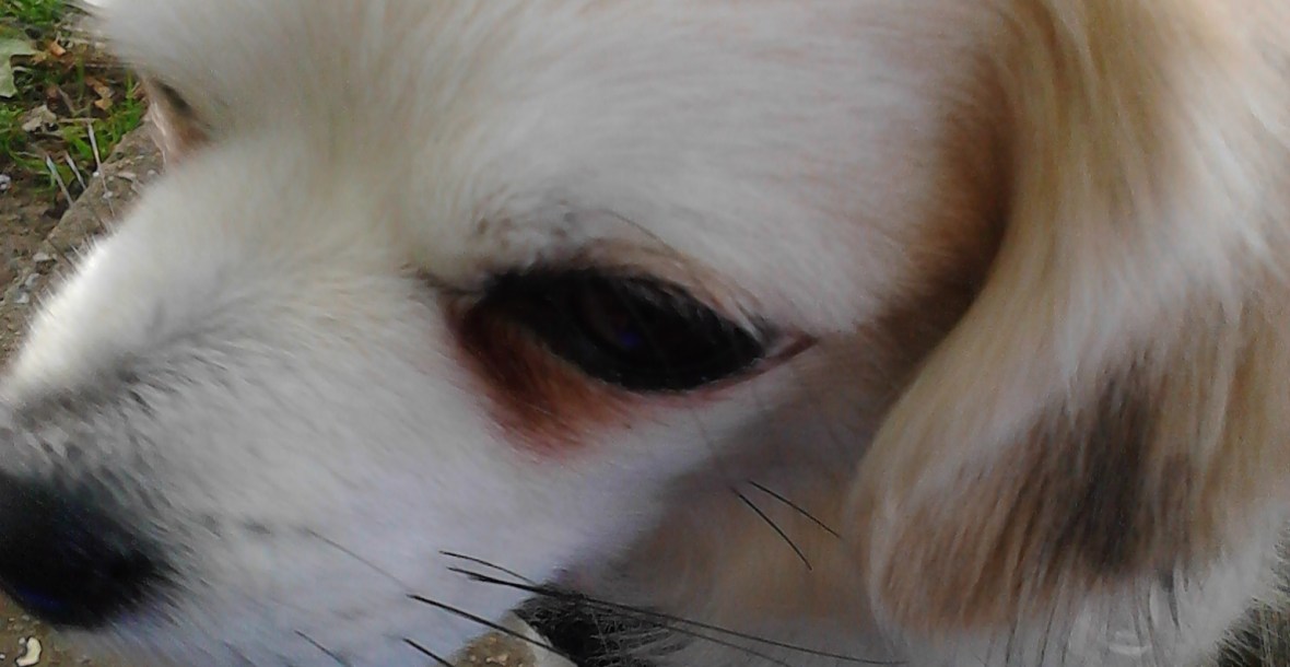 Rusty the Chihuahua/Chinese mix outdoors