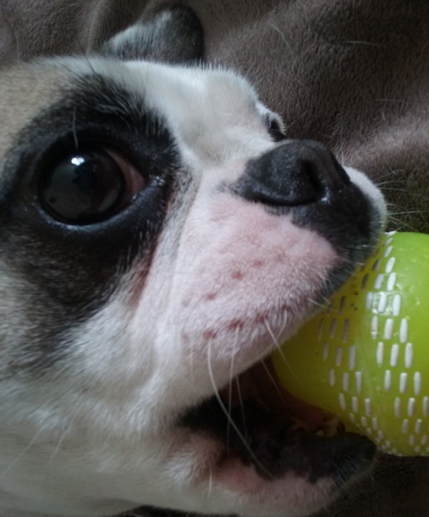French Bulldog Millie playing with a ball