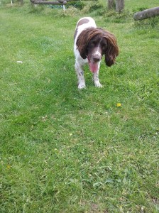Freddie the English Springer Spaniel outdoors
