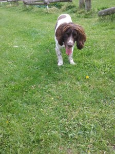 Freddie the English Springer Spaniel waiting to play