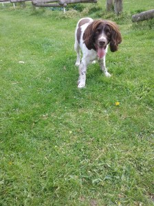 Freddie the English Springer Spaniel ready to play