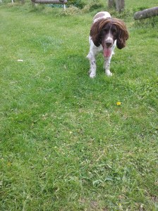 Freddie the male English Springer Spaniel ready to play