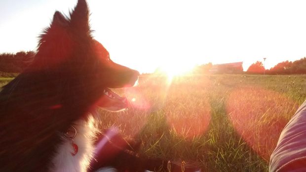 Black and white Border Collie