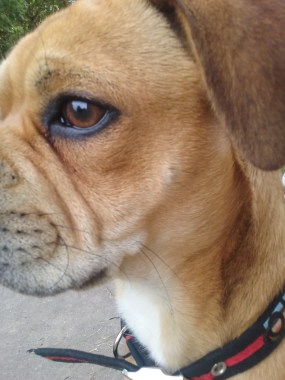 Portrait of Ziggy the Cross Pug/Cocker Spaniel/French Bulldog/Boston Terrier