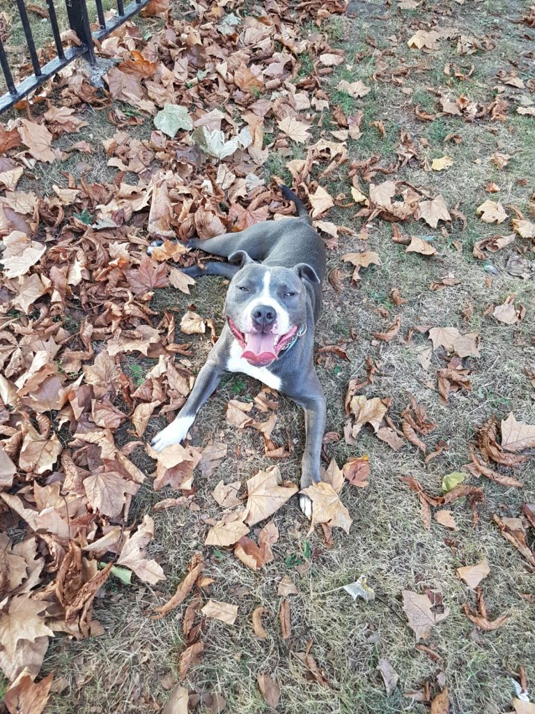 Bafo the Staffordshire Bull Terrier lying down at the park