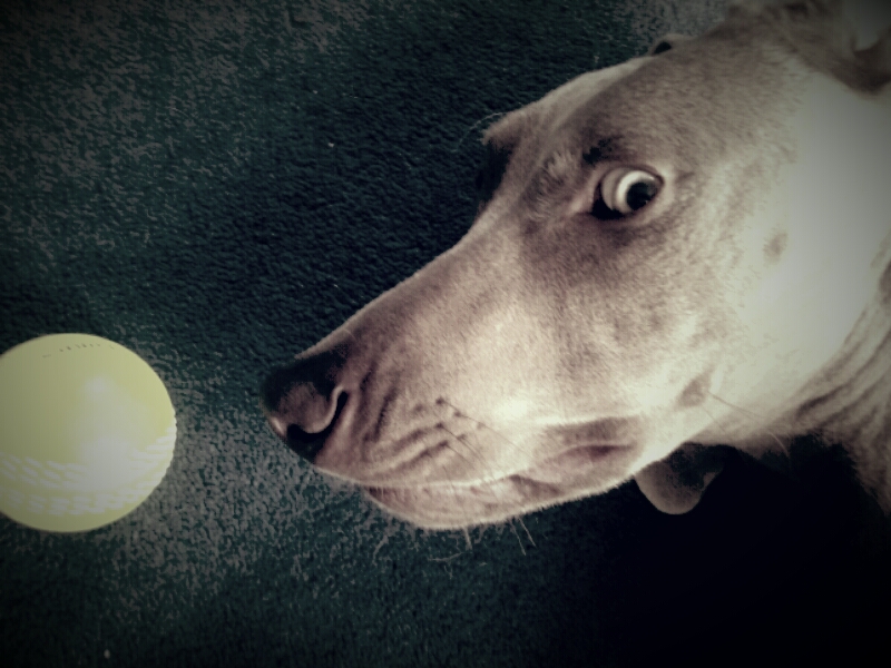 Max the Weimaraner playing on the floor