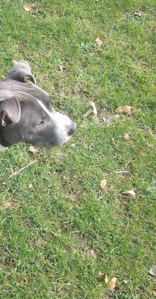 Bafo the male Staffordshire Bull Terrier outdoors