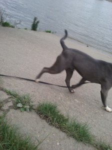 Bafo the male Staffordshire Bull Terrier by the Thames
