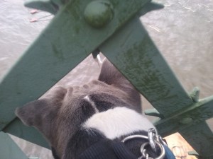 Bafo the Staffordshire Bull Terrier looking down from the bridge onto the Thames