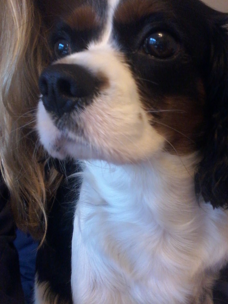 Coquette the female Cavalier King Charles Spaniel