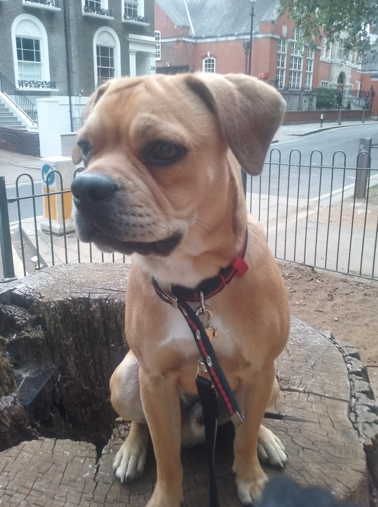 Ziggy, cross Pug/Cocker Spaniel/French Bulldog/Boston Terrier, sitting on a trunk
