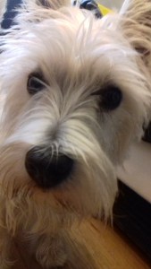 Portrait of West Highland Terrier Brus