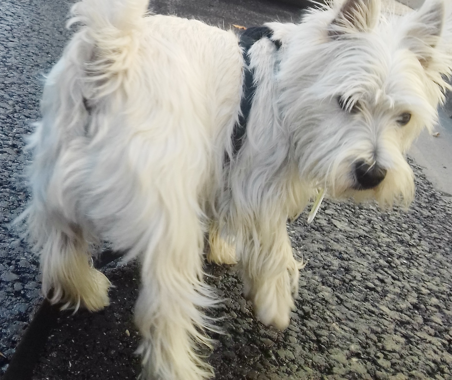 Brus the West Highland Terrier getting fresh air outdoors