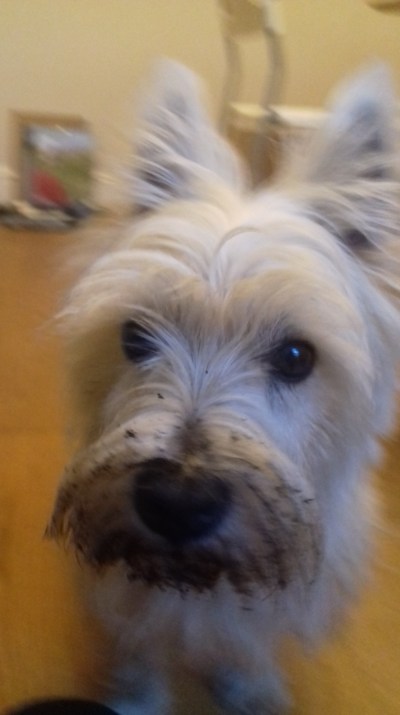 Brus the West Highland Terrier after playing with soil