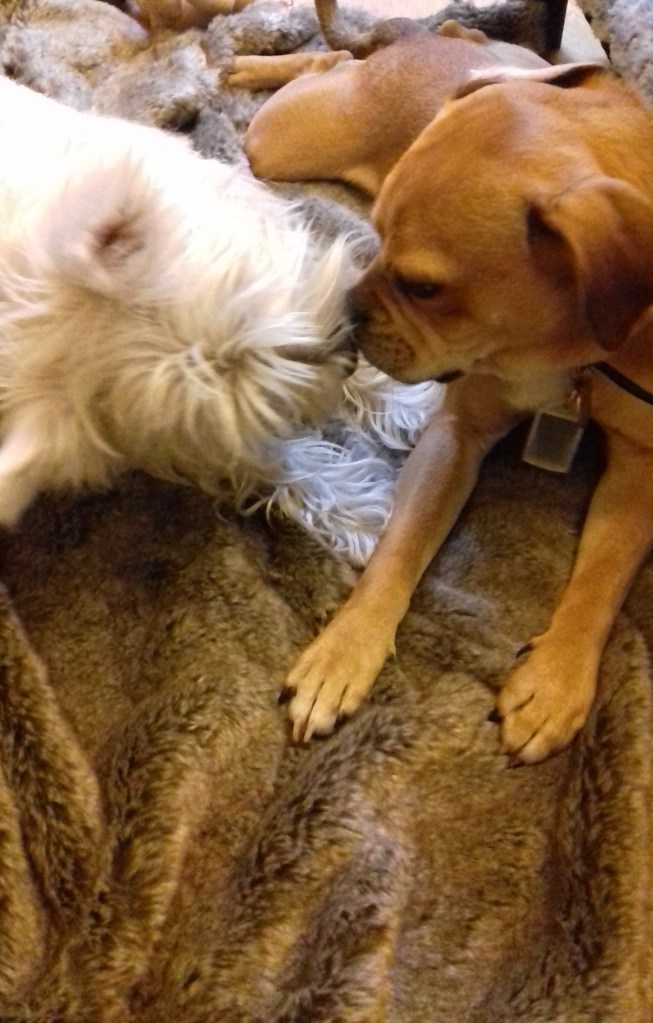 Brus the Westie, and Ziggy the cross Pug/Cocker Spaniel/French Bulldog/Boston Terrier friendly kiss