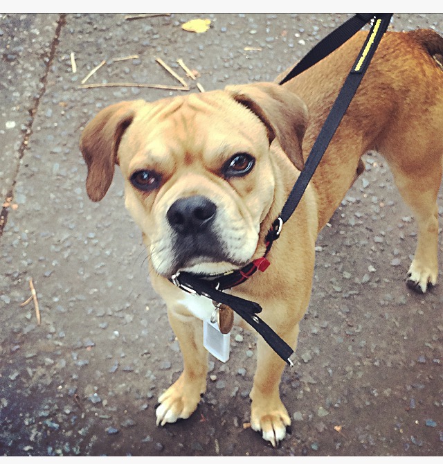 Ziggy the cross Pug/Cocker Spaniel/French Bulldog/Boston Terrier out-and-about