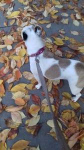 Millie the French Bulldog outdoors