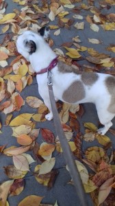Millie the French Bulldog outdoors exploring