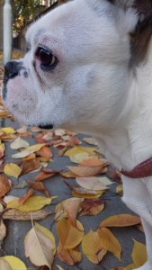 Millie the French Bulldog outdoors