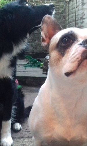 Dog sitting and focusing, and Millie the French Bulldog