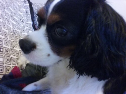 Coquette, the Cavalier King Charles Spaniel female