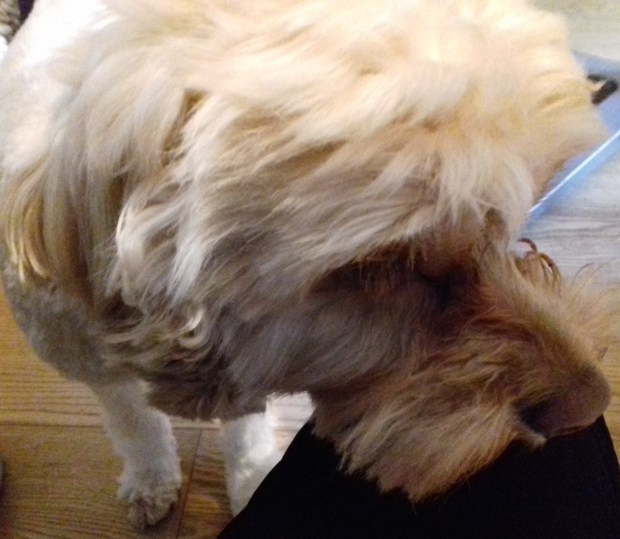 Female Cockapoo Loulou