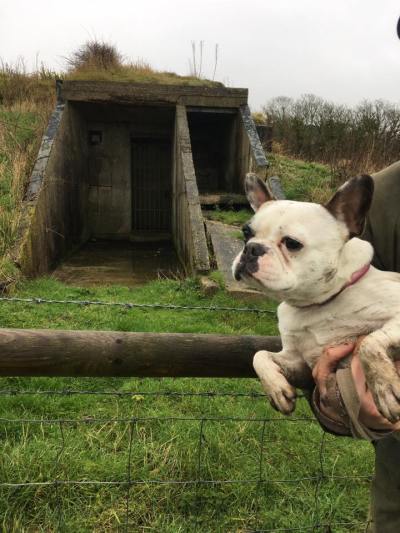 Millie the French Bulldog outdoors in the countryside with her owners