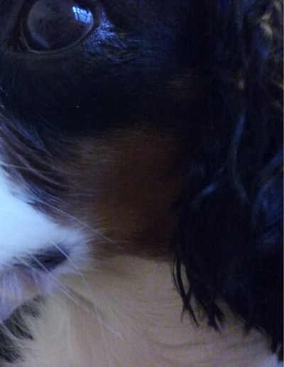 Coquette the Cavalier King Charles Spaniel female