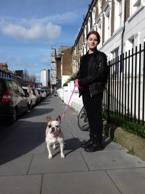 Millie the French Bulldog out and about