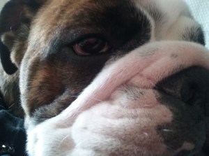 Chomondeley ' Chumley' the English Bulldog posing