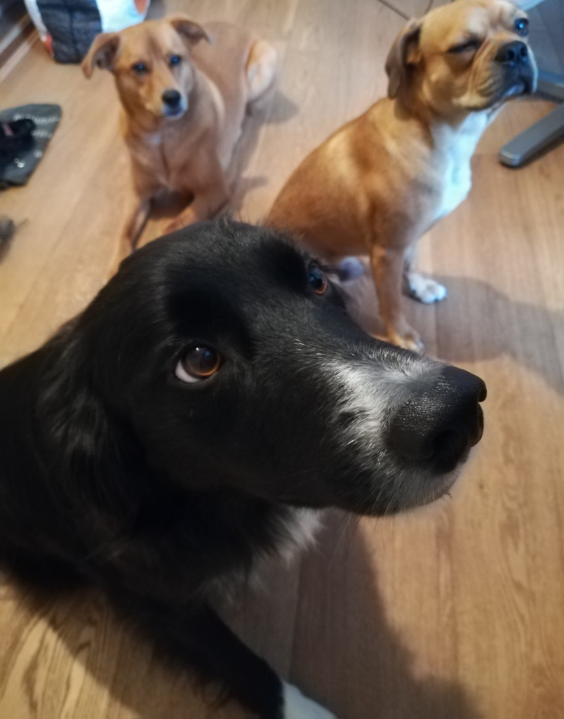 Chester, the Border Collie, Georgie, the crossbreed Golden Retriever/Labrador, and Ziggy, the crossbreed Pug/Cocker Spaniel/French Bulldog/Boston Terrier spent lost of time playing and running around in dog Day care and Stay-and-Care boarding!