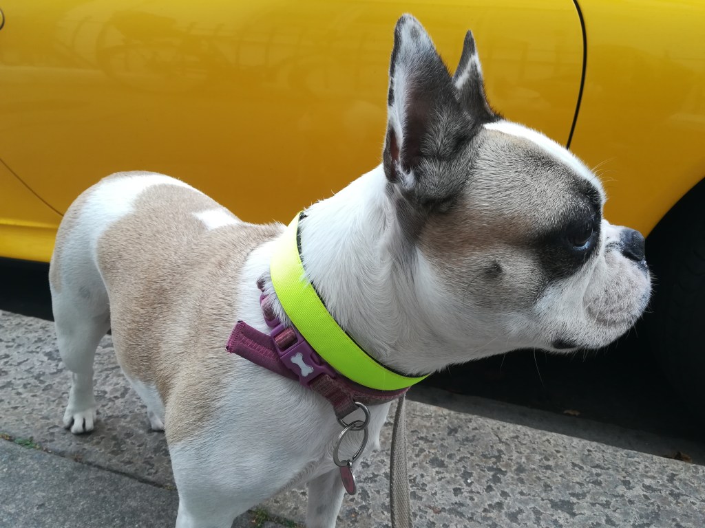 Millie, the French Bulldog, out-and-about 